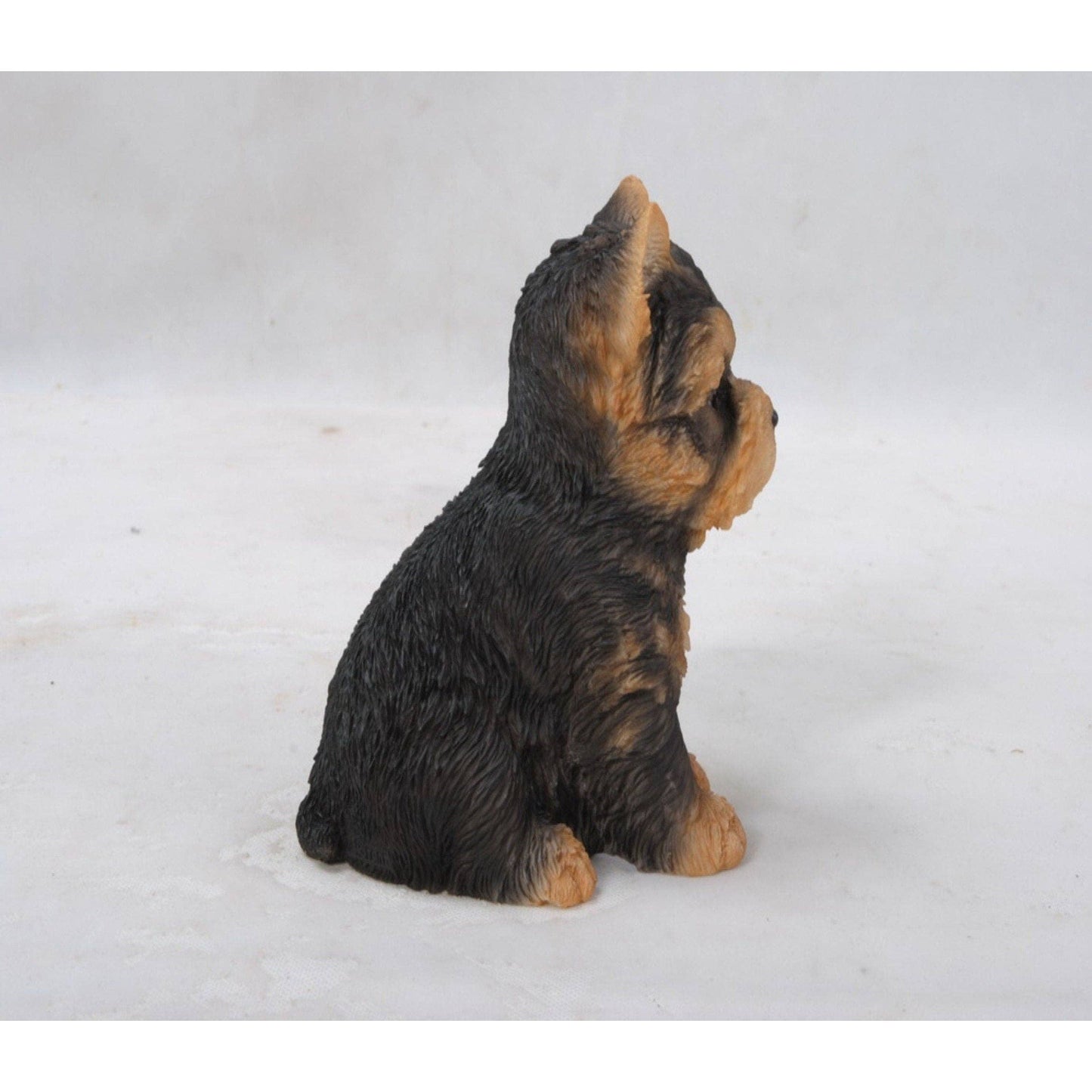 Yorkshire Terrier Puppy