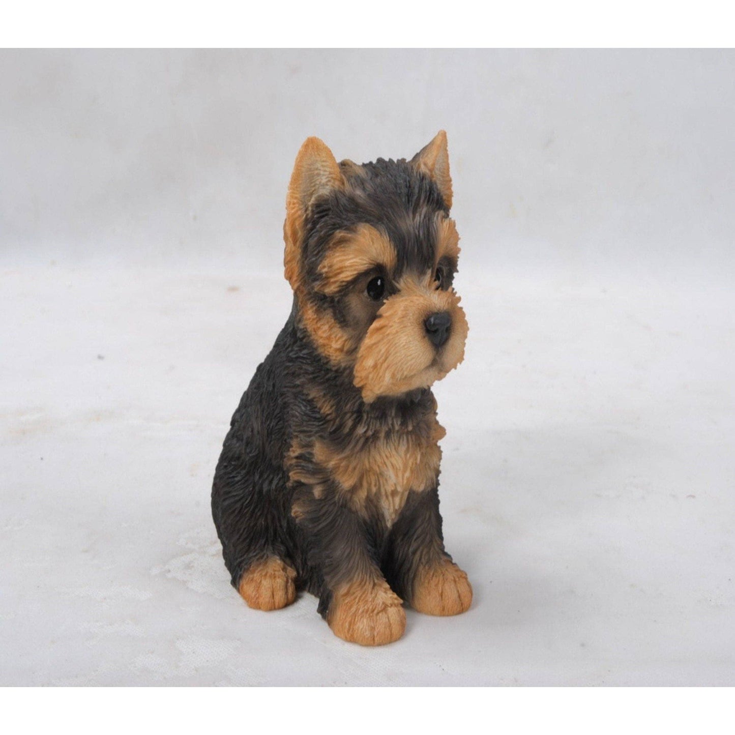 Yorkshire Terrier Puppy