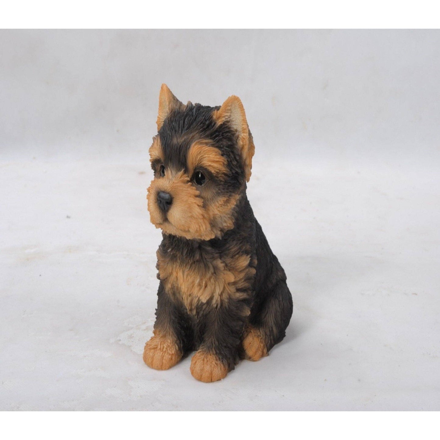 Yorkshire Terrier Puppy
