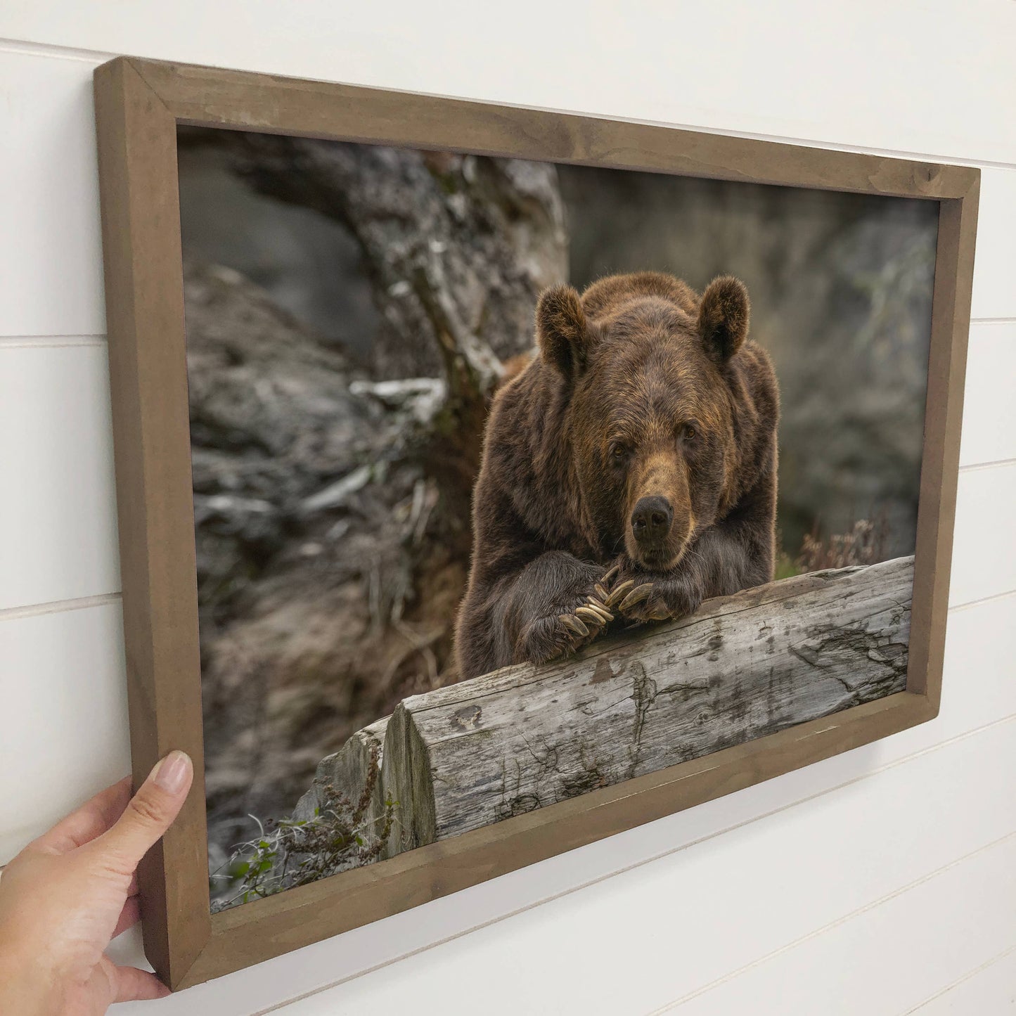 Contemplating Bear - Wildlife Photography - Wood Framed Art