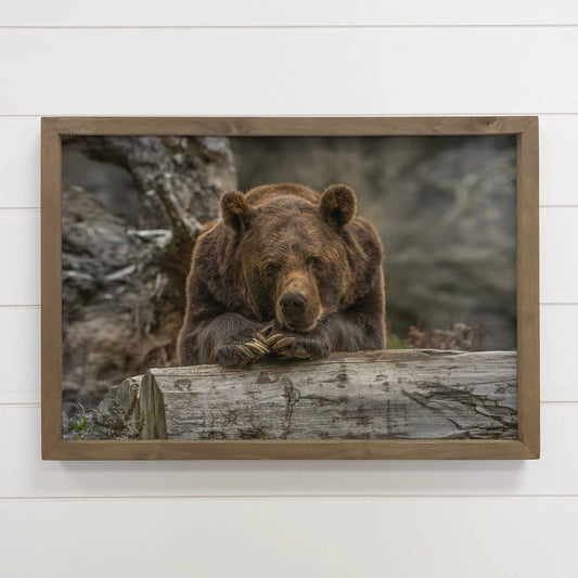 Contemplating Bear - Wildlife Photography - Wood Framed Art