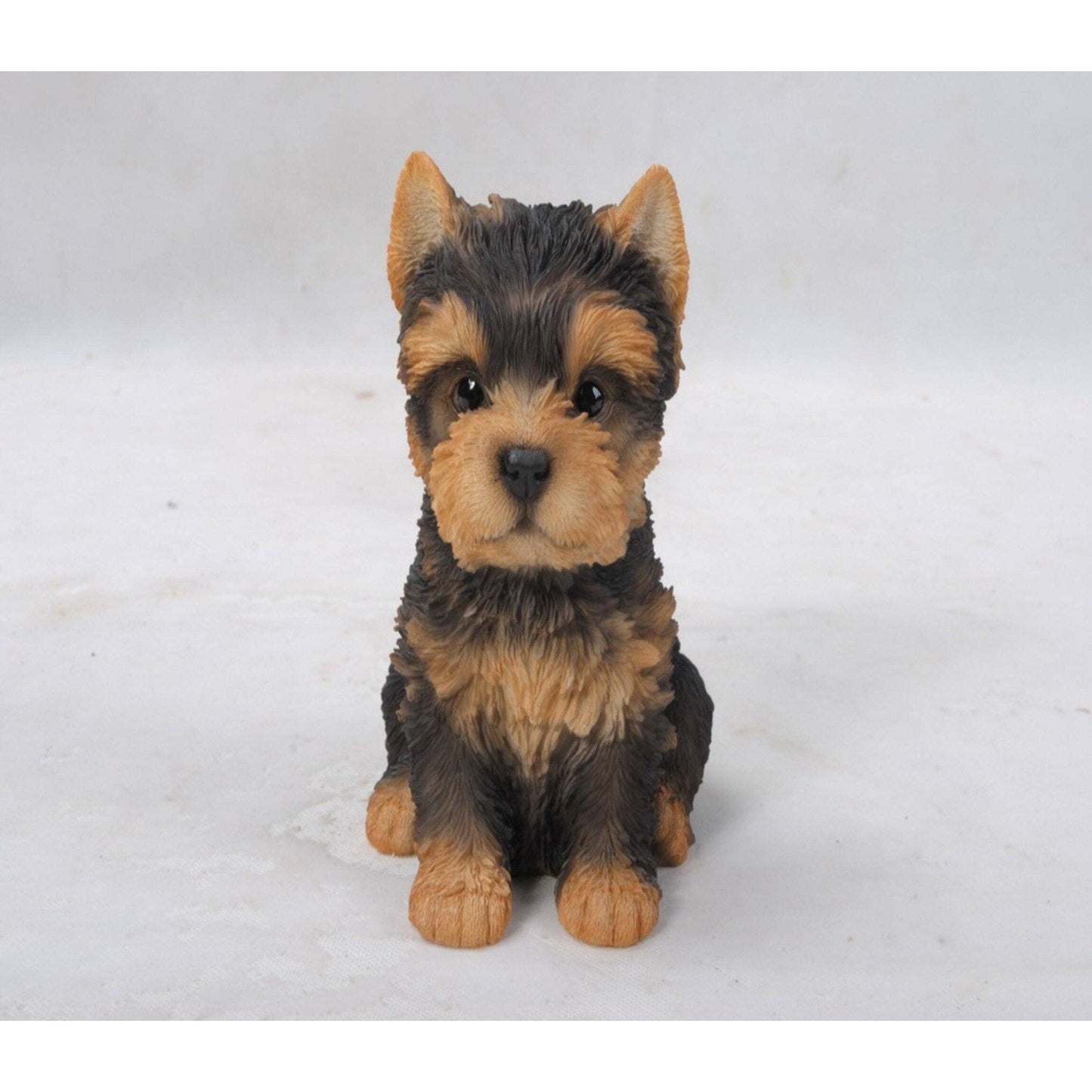 Yorkshire Terrier Puppy