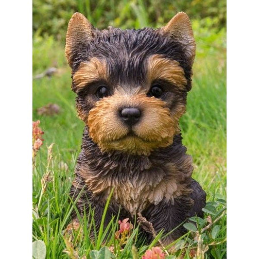 Yorkshire Terrier Puppy